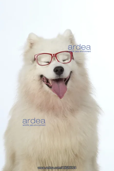  : Dog Samoyed