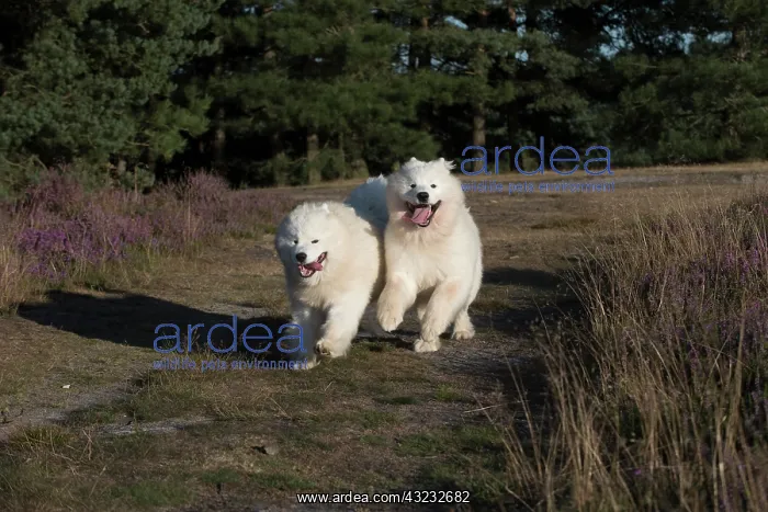 : Dog Samoyed : Dog Samoyed