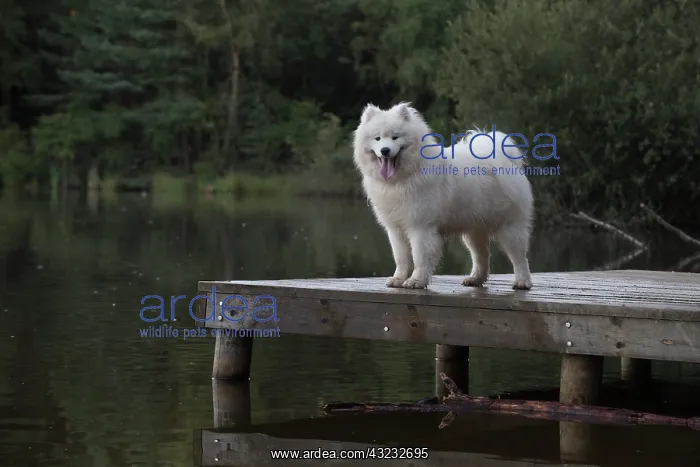 : Dog Samoyed : Dog Samoyed