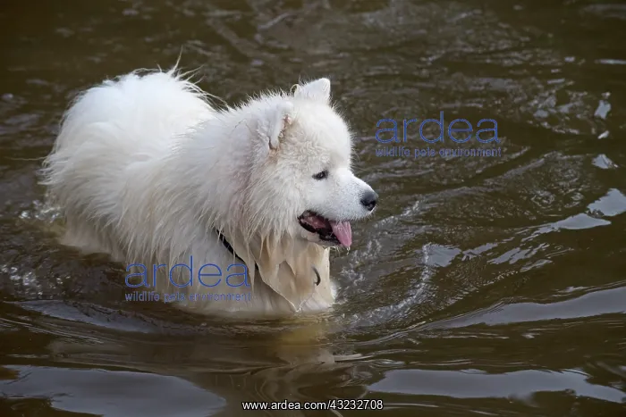 : Dog Samoyed : Dog Samoyed