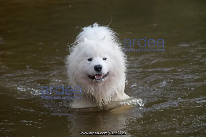  : Dog Samoyed