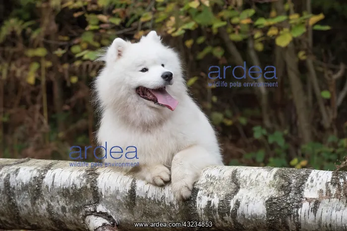 : Dog Samoyed : Dog Samoyed