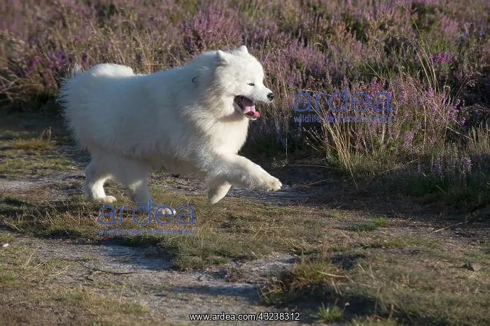 : Dog Samoyed : Dog Samoyed