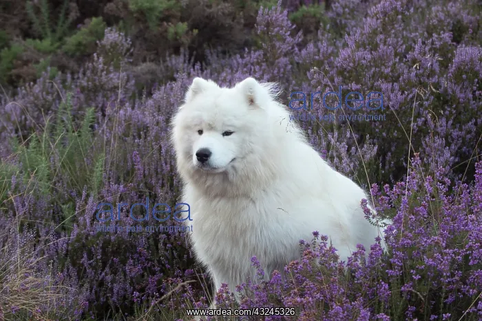 : Dog Samoyed : Dog Samoyed