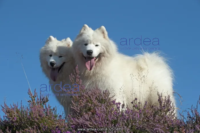 : Dog Samoyed : Dog Samoyed