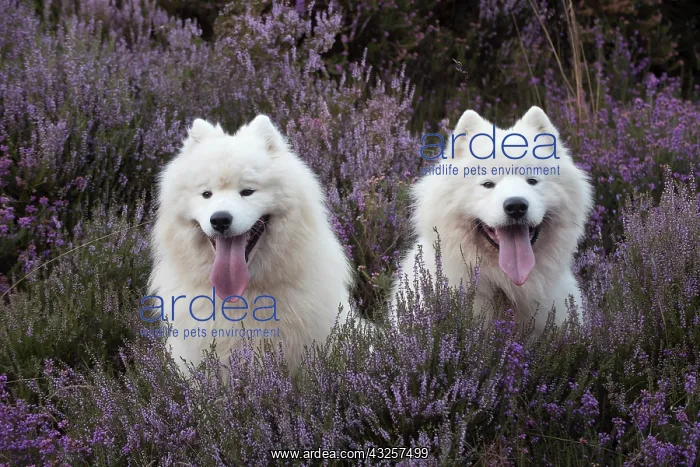  : Dog Samoyed