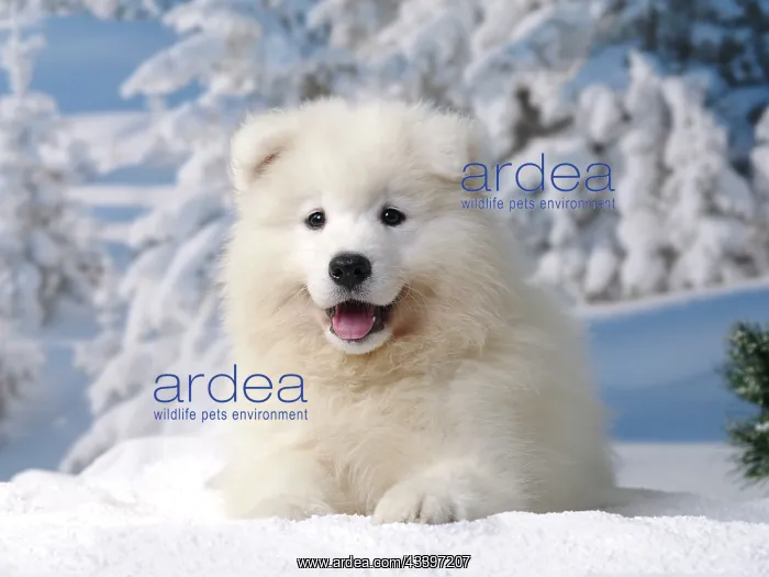  : Dog - Samoyed