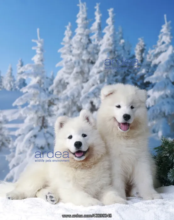 : Dog - Samoyed : Dog - Samoyed