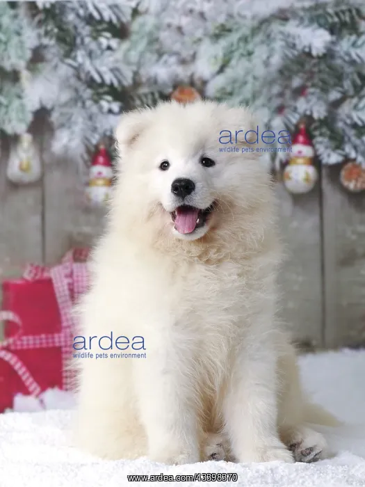 : Dog - Samoyed : Dog - Samoyed
