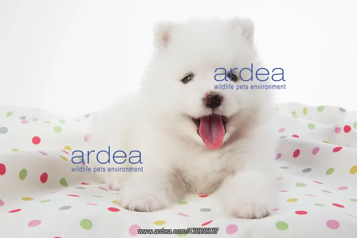  : Dog Samoyed 5 week old puppy