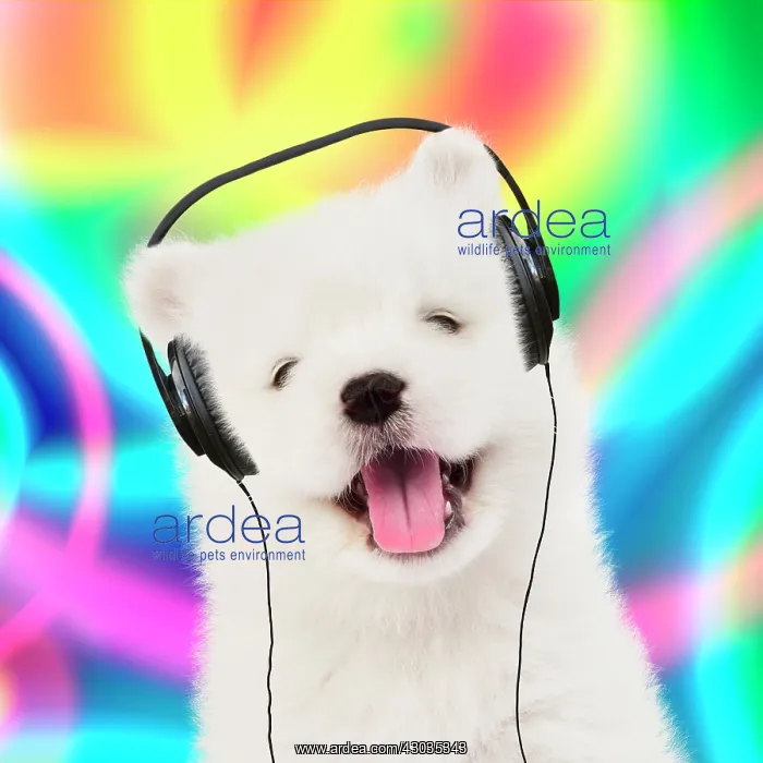 : Dog Samoyed 5 week old puppy wearing headphones in fron tof colourful background : Dog Samoyed 5 week old puppy wearing headphones in fron tof colourful background