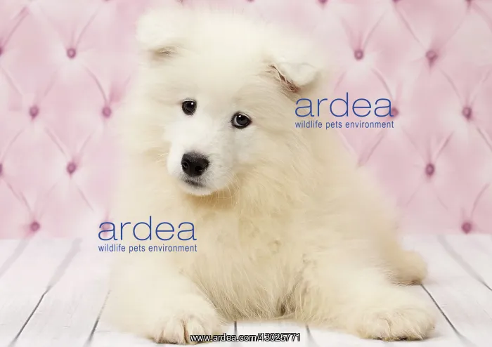  : Dog Samoyed 8 week old puppy