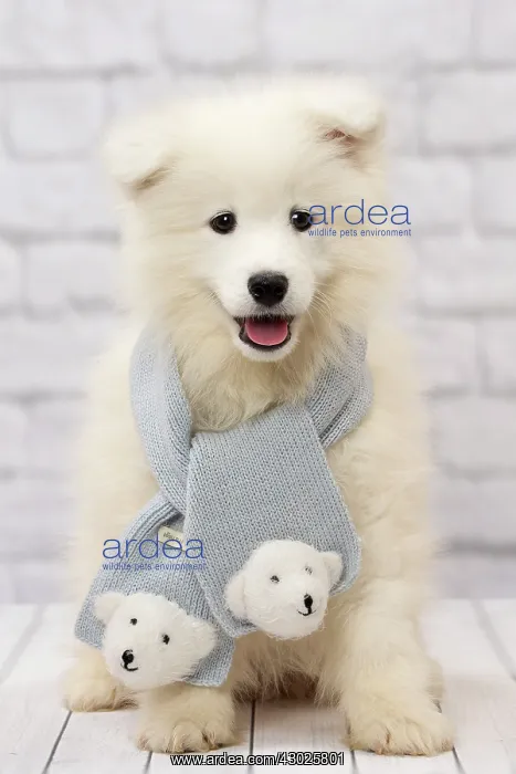 : Dog Samoyed 8 week old puppy