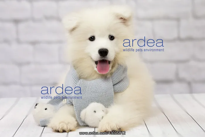  : Dog Samoyed 8 week old puppy