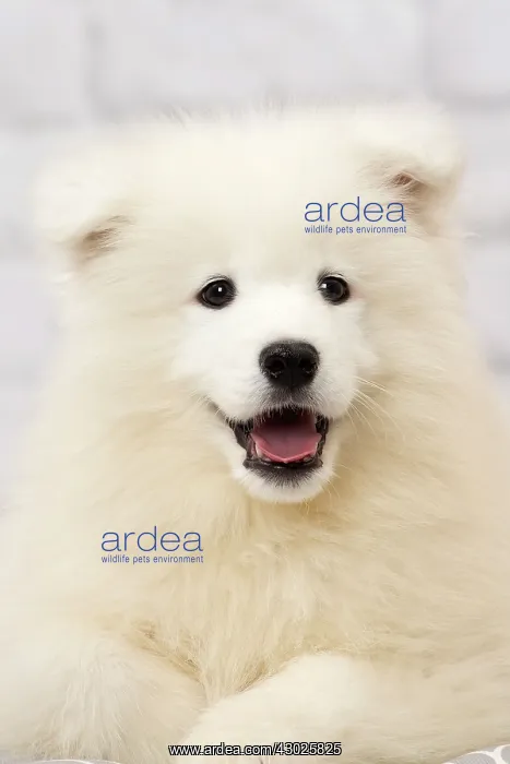  : Dog Samoyed 8 week old puppy