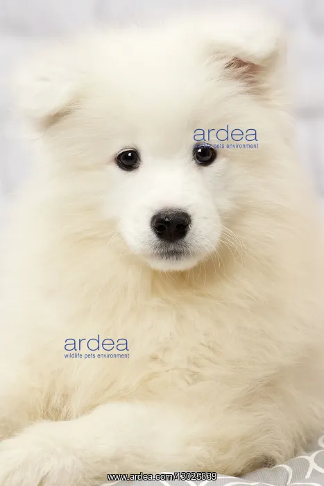  : Dog Samoyed 8 week old puppy