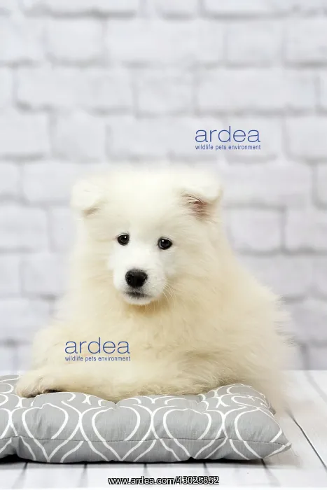  : Dog Samoyed 8 week old puppy