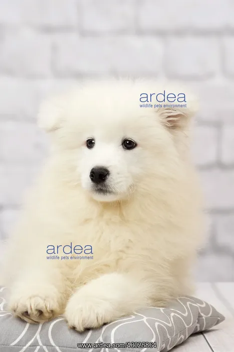  : Dog Samoyed 8 week old puppy