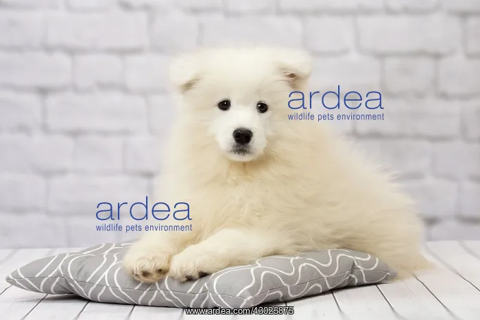  : Dog Samoyed 8 week old puppy