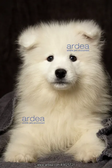  : Dog Samoyed 8 week old puppy under blanket