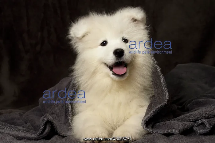  : Dog Samoyed 8 week old puppy under blanket