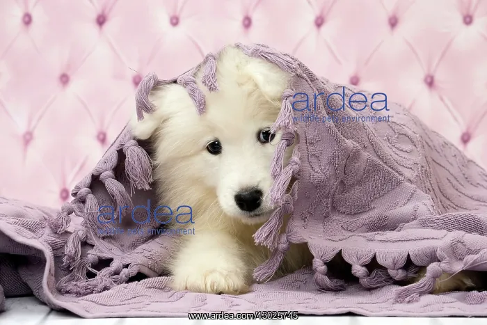  : Dog Samoyed 8 week old puppy under blanket