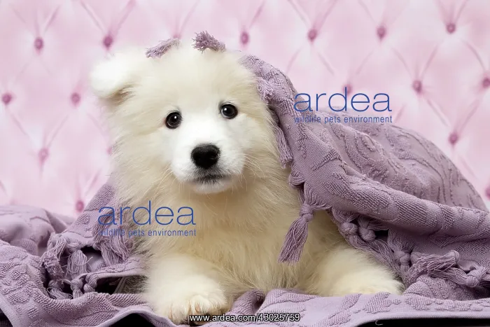  : Dog Samoyed 8 week old puppy under blanket