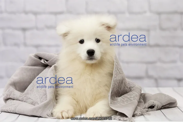 : Dog Samoyed 8 week old puppy under blanket