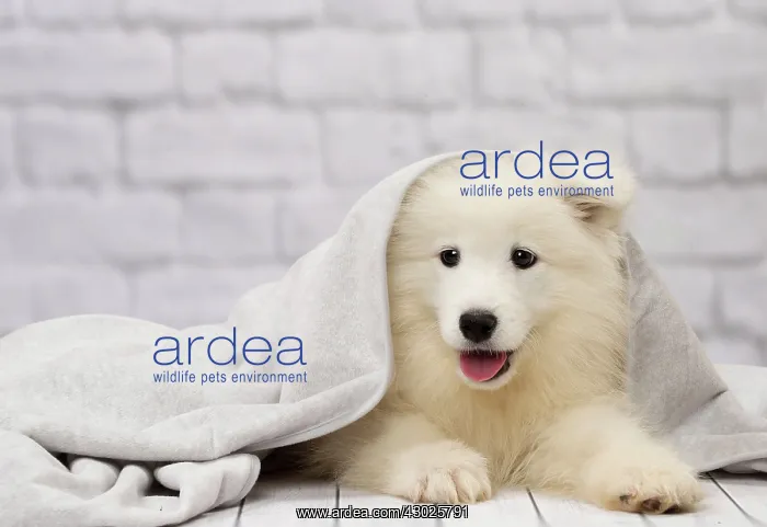  : Dog Samoyed 8 week old puppy under blanket