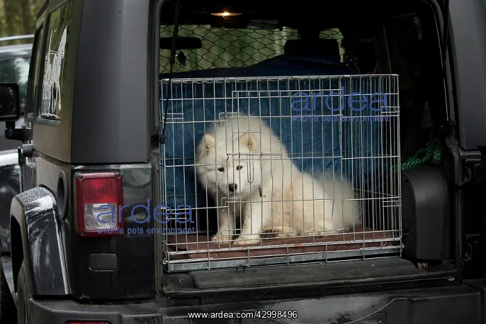  : Dog - Samoyed in cage in back of vehicle