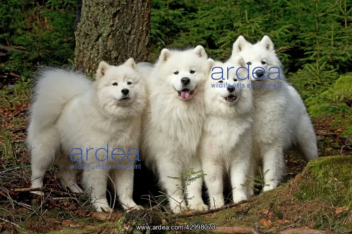  : Dog - Samoyed dogs together