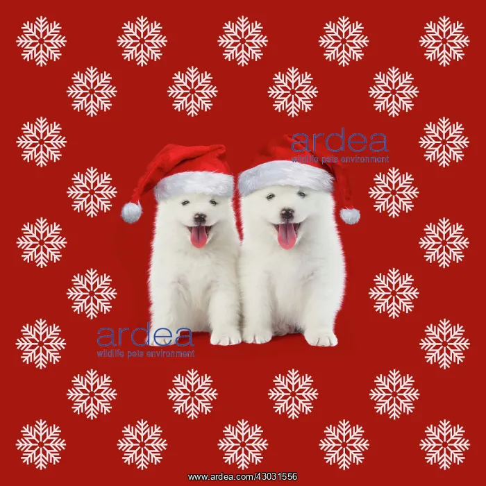 : DOG, Samoyed puppies 5 weeks old, wearing Christmas : DOG, Samoyed puppies 5 weeks old, wearing Christmas
