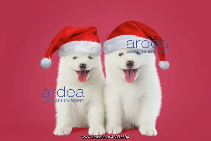 : DOG - Samoyed puppies 5 weeks old : DOG - Samoyed puppies 5 weeks old