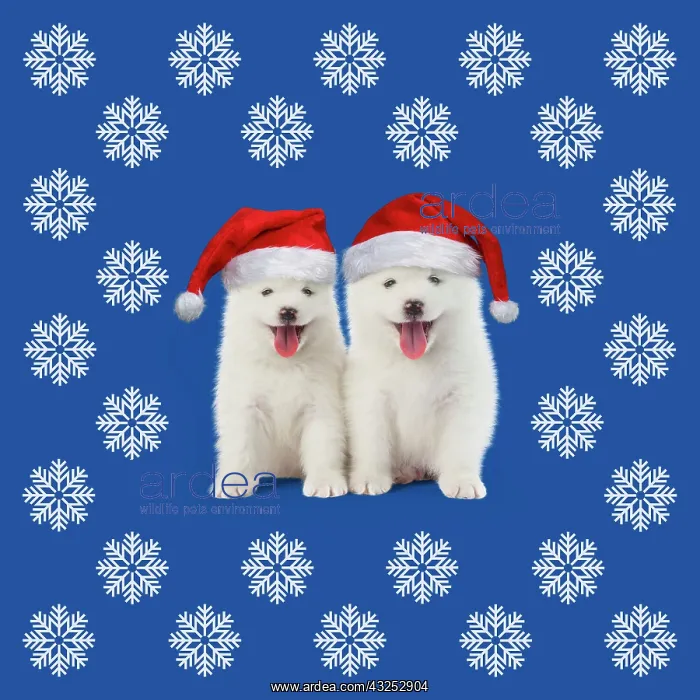 : DOG, Samoyed puppies 5 weeks old, wearing Christmas : DOG, Samoyed puppies 5 weeks old, wearing Christmas