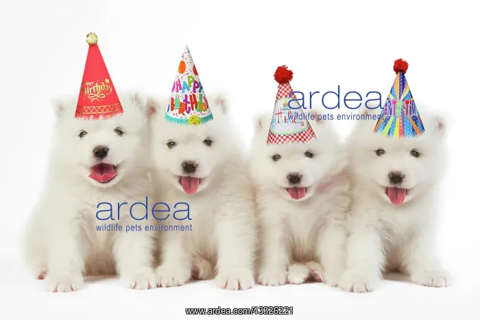  : DOG - Samoyed puppies 5 weeks old wearing birthday party hat