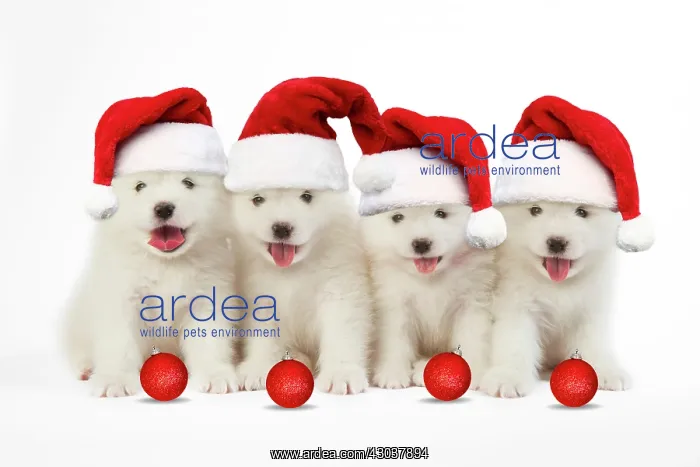 : DOG - Samoyed puppies 5 weeks old wearing Christmas : DOG - Samoyed puppies 5 weeks old wearing Christmas