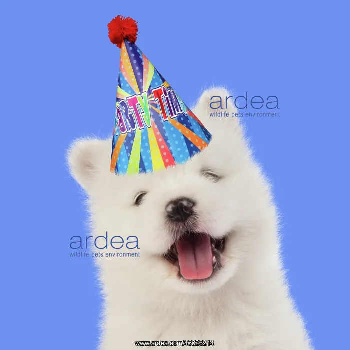 : DOG - Samoyed puppy 5 weeks old wearing a birthday party hat : DOG - Samoyed puppy 5 weeks old wearing a birthday party hat