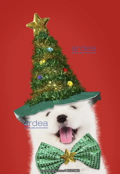 : DOG - Samoyed puppy 5 weeks old wearing Christmas : DOG - Samoyed puppy 5 weeks old wearing Christmas