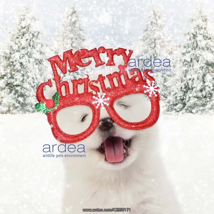 : DOG - Samoyed puppy 5 weeks old wearing Christmas glasses : DOG - Samoyed puppy 5 weeks old wearing Christmas glasses