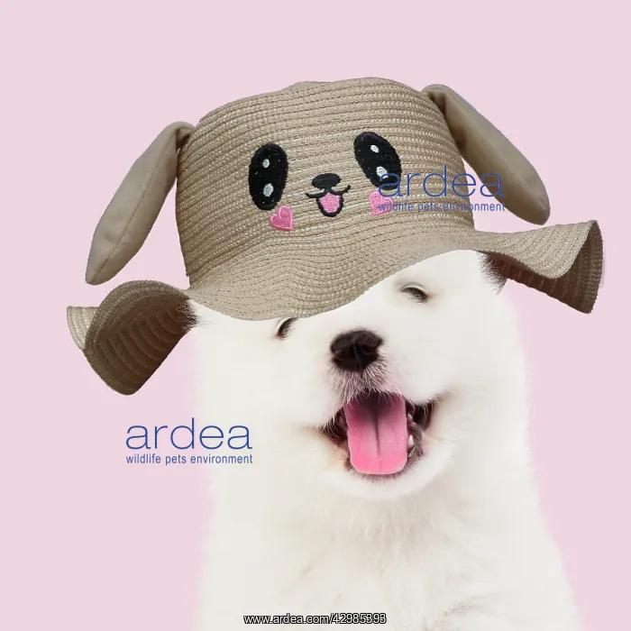 : DOG - Samoyed puppy 5 weeks old wearing smiling animal hat : DOG - Samoyed puppy 5 weeks old wearing smiling animal hat