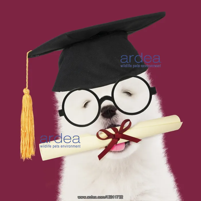 : DOG - Samoyed puppy 5 weeks old wearing student : DOG - Samoyed puppy 5 weeks old wearing student