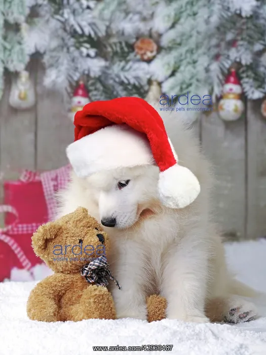 : Dog - Samoyed puppy in snow in christmas scene with teddy be : Dog - Samoyed puppy in snow in christmas scene with teddy be