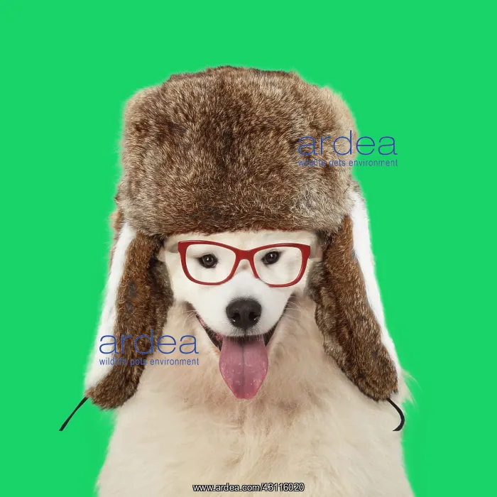 : DOG Samoyed wearing glasses and Ushanka / trapper : DOG Samoyed wearing glasses and Ushanka / trapper
