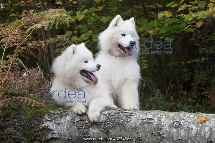 : Dog Samoyed x2 : Dog Samoyed x2