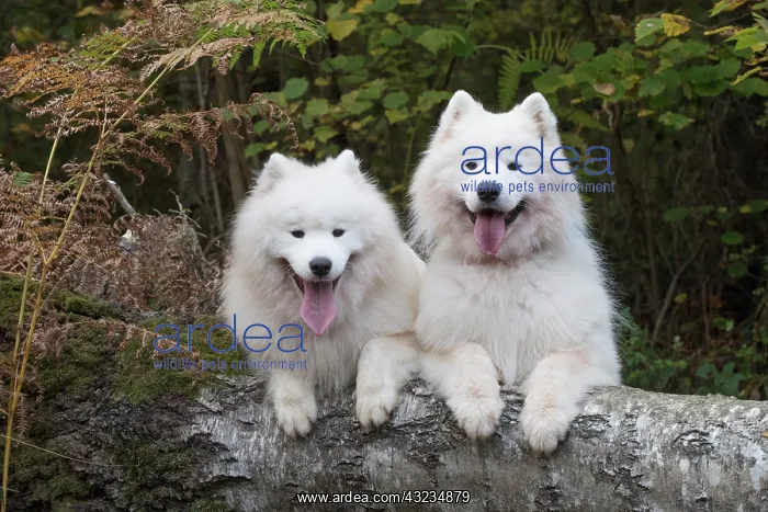 : Dog Samoyed x2 : Dog Samoyed x2