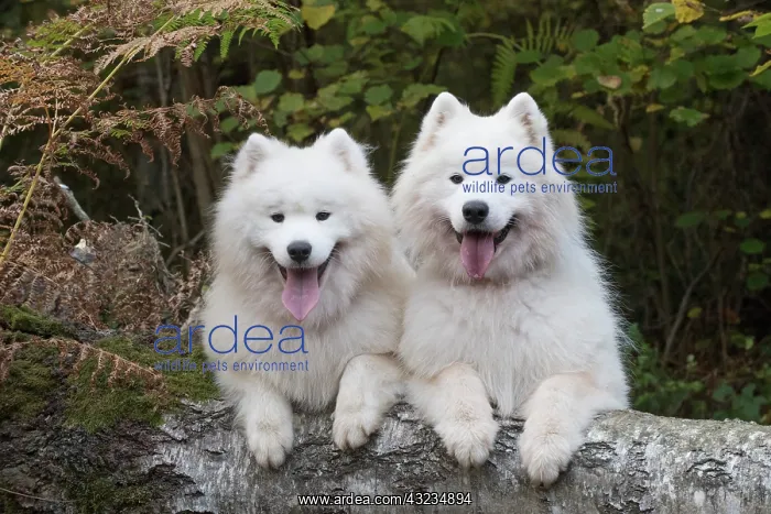 : Dog Samoyed x2 : Dog Samoyed x2
