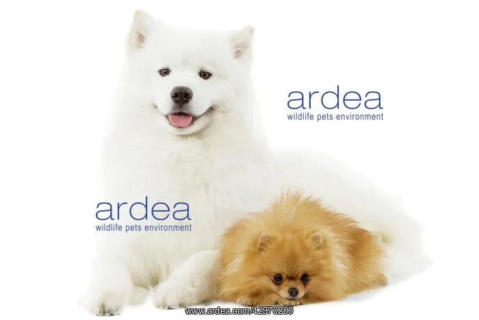  : Dog - Samoyede and Dwarf Spitz