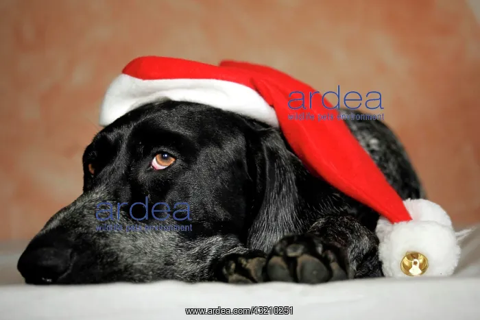 : Dog with santa claus hat : Dog with santa claus hat