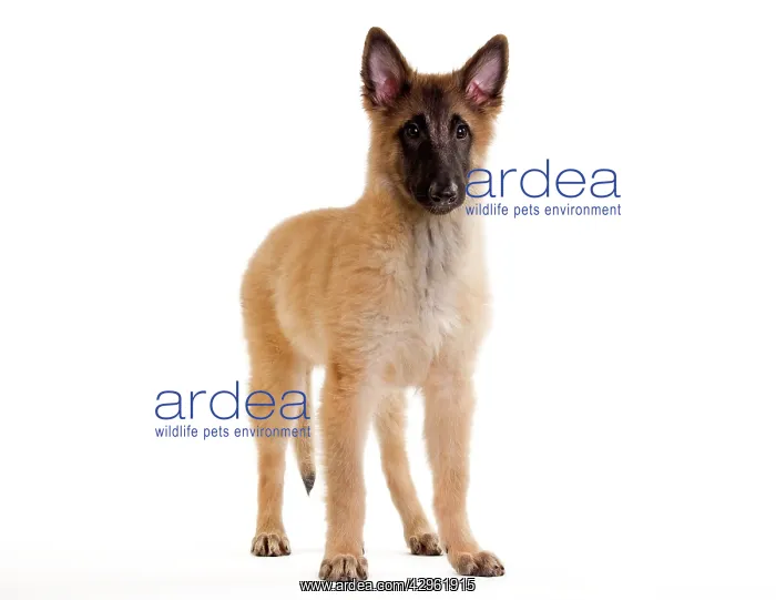 : Dog -SBelgian ShepherdS / Sheepdog : Dog -SBelgian ShepherdS / Sheepdog