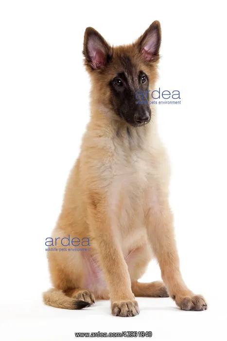 : Dog -SBelgian ShepherdS / Sheepdog : Dog -SBelgian ShepherdS / Sheepdog